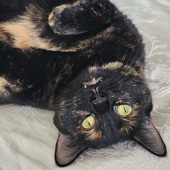 Smoke Free Pet Friendly - Picture 8 of 9